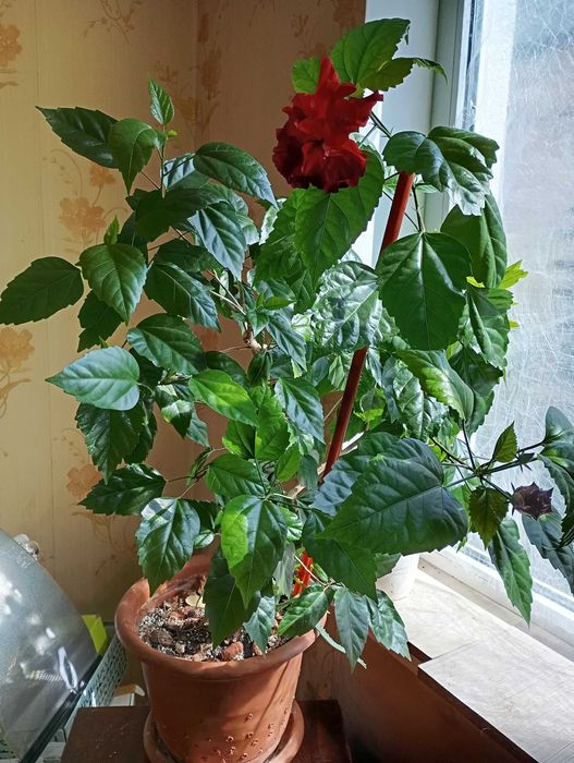 Драцена Маргіната,"Кітайська троянда,фікус Беліз,"золотий вус та інші