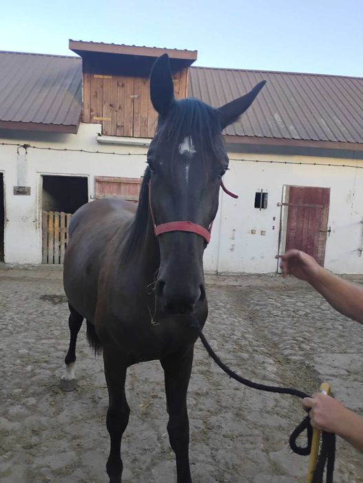 Wysoka klacz śląska 2,5 roku