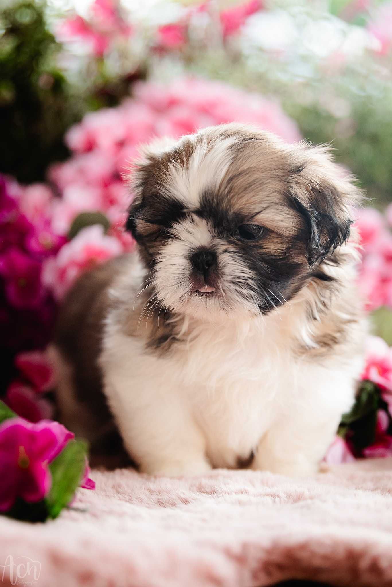 suczka shih tzu FCI ZKwP  z ubezpieczeniem