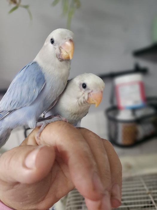 Rosicolis nascidos outubro