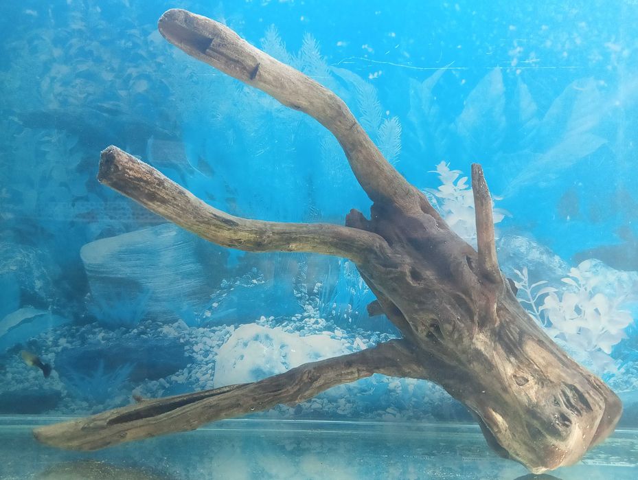 Коряга, топняк, декор в аквариум, тераріум середнього і більше розміру