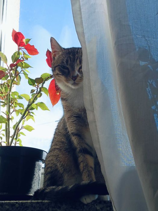 Oddam kota za darmo w dobre ręce