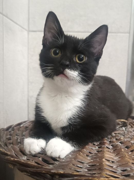 Koteczki plecają się do adopcji