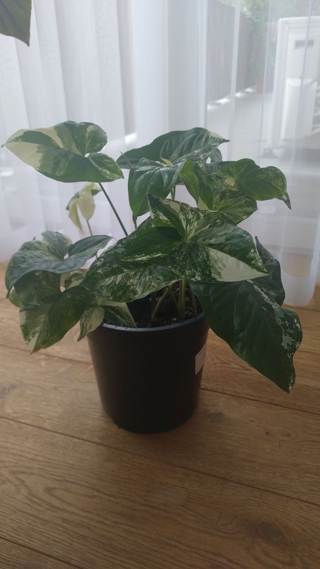 Syngonium Emerald Gem