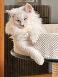 Kocurek Maine Coon  opcja hodowlana rodowod FPL /FIFA opcja hodowlana