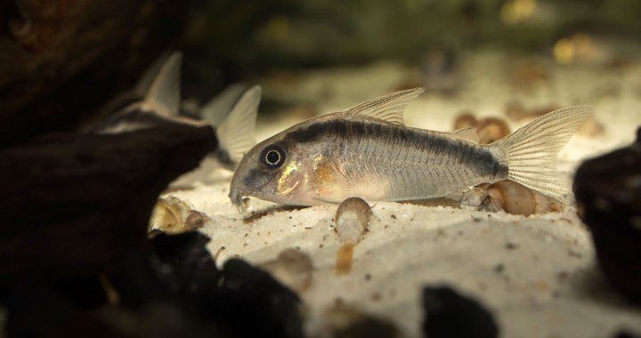 Kirysek Strumieniowy (coryndoras arcuatus)