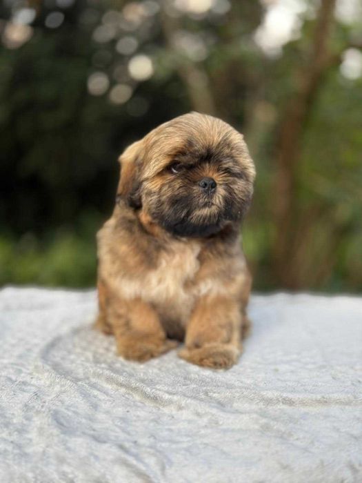 Unikatowy piesek Shih Tzu!