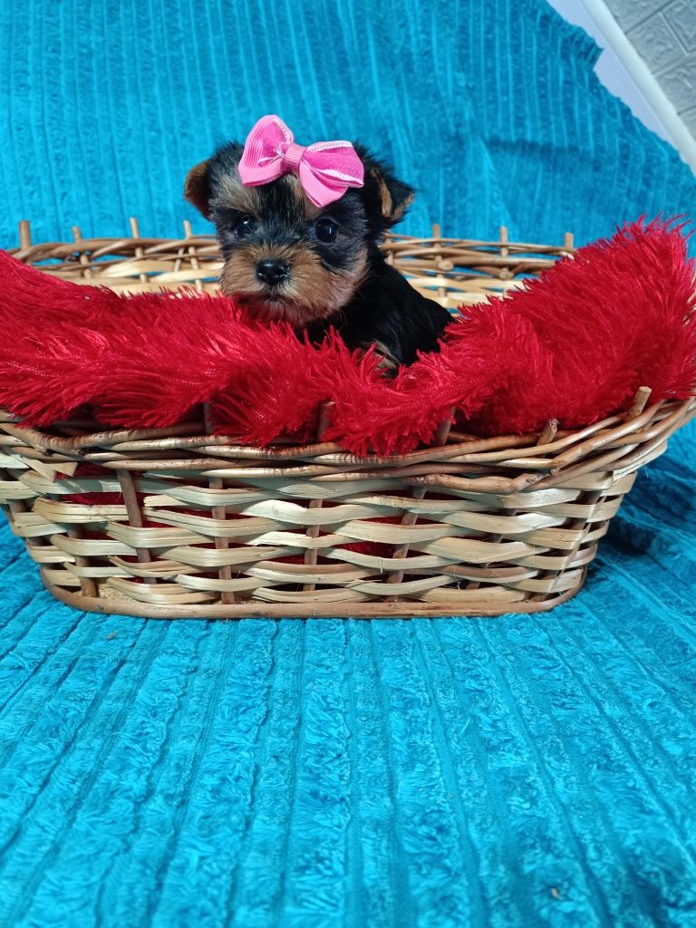 Yorkshire terrier śliczna miniaturowa suczka