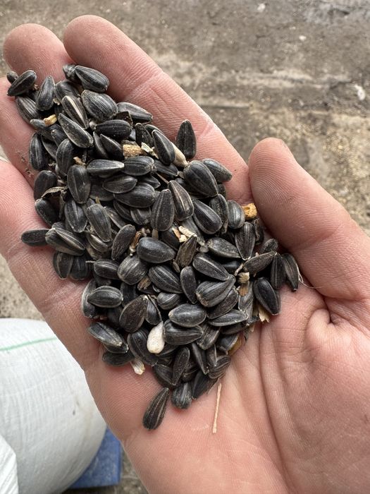 Насіння соняшника, Семена подсолнечника, Семечка