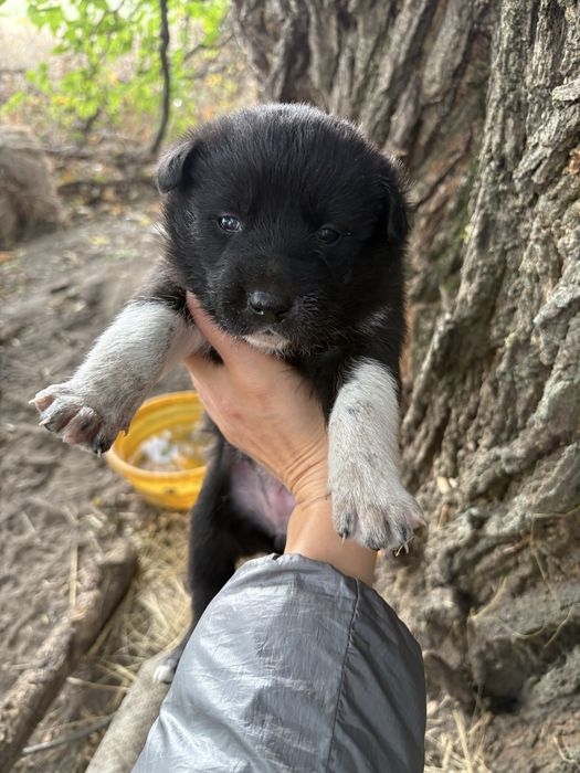 Щенки в хорошие руки