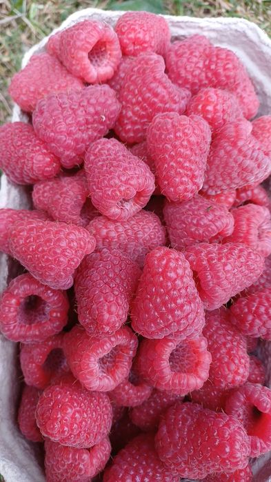 Sadzonki maliny letniej Przehyba i jesiennej Polonez