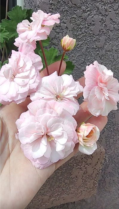 Пеларгония Леона Галактика