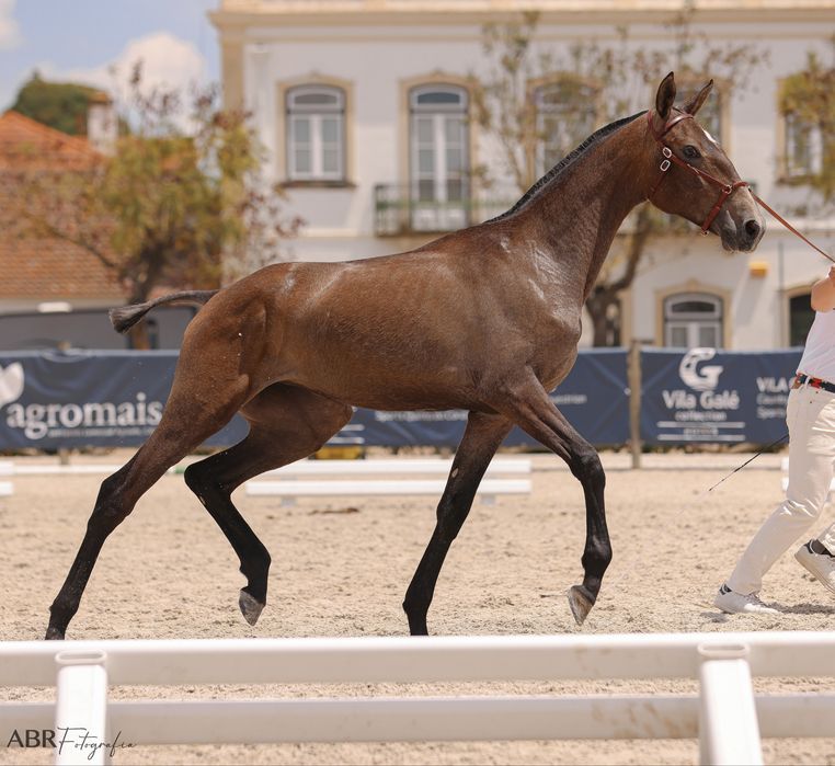 Poldra PSL 1.7yo