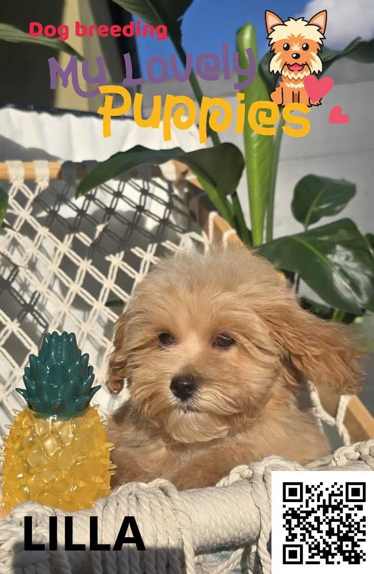 Maltipoo śliczna dziewczynka Lilla