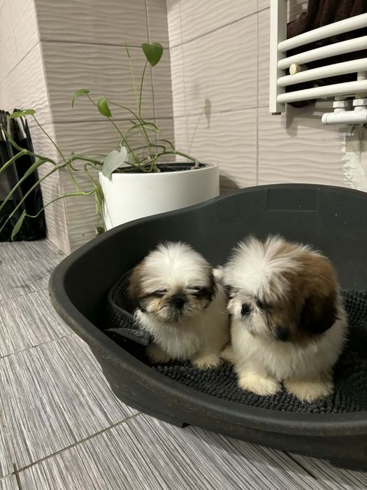 Shih tzu z rodowodem