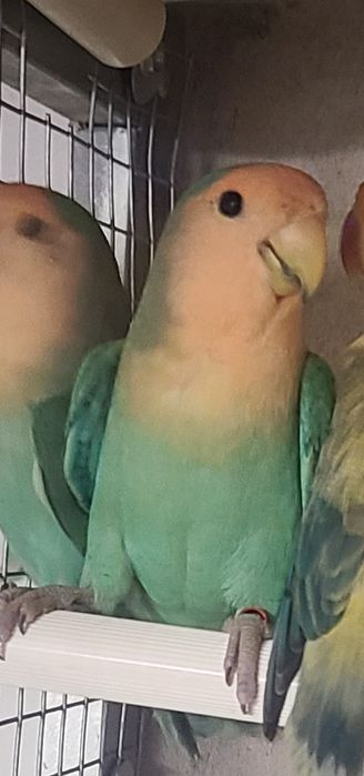 Roseicollis longfether aqua