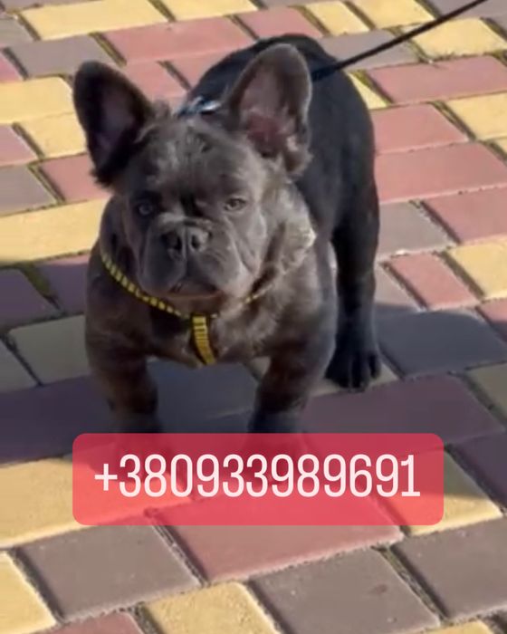 4 мес пушистый французик голубой Флаффи