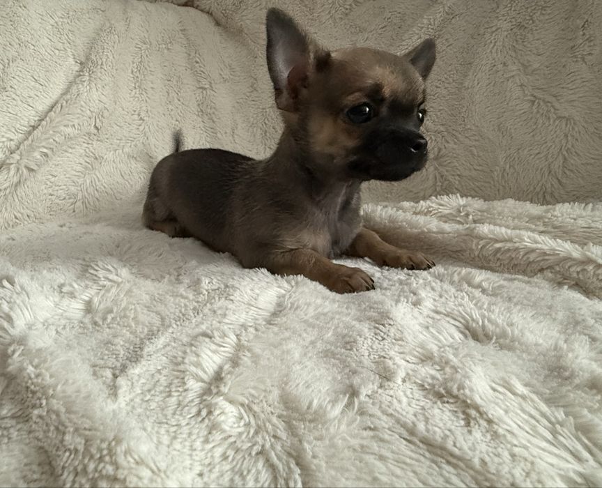 Chihuahua piesek rodowód