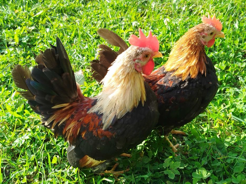 Serama, seramy koguty