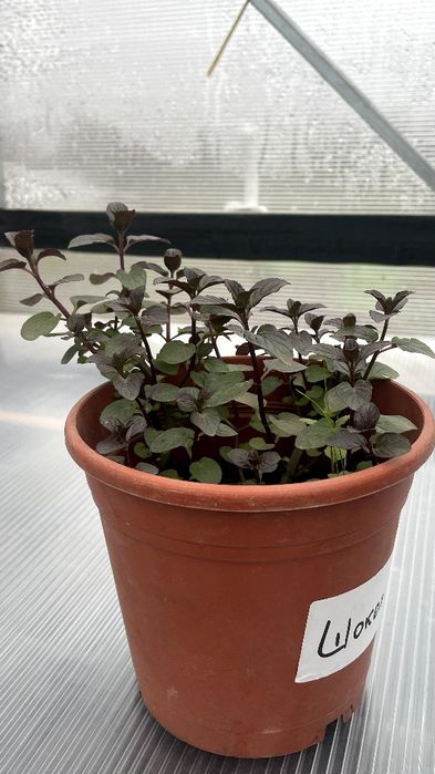 М'ята Шоколадниця в горщиках. Сорт бомбовіший