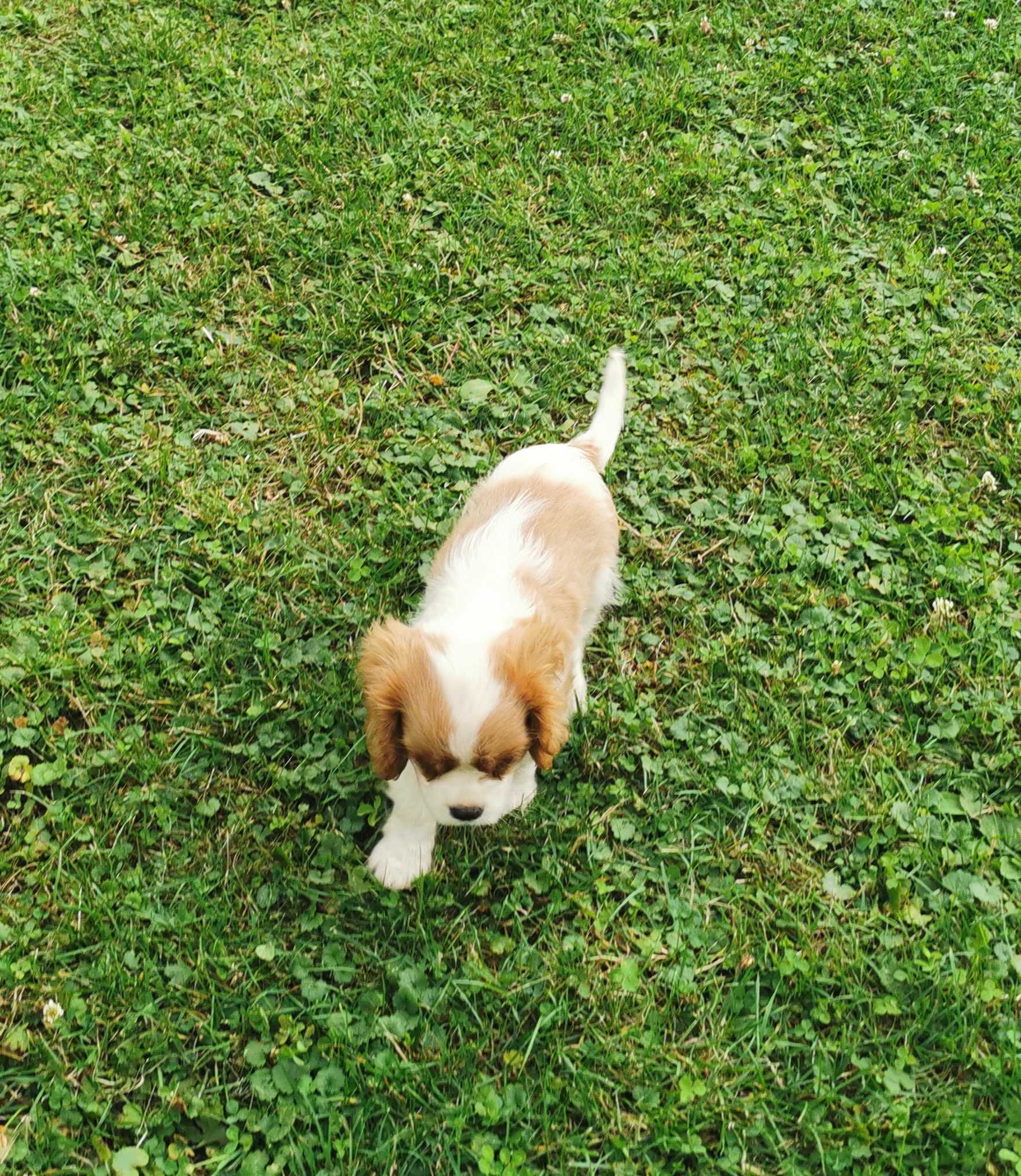Cudowna dziewczynka rasy CAVALIER !  Gotowa do odbioru !