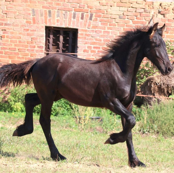 Ogier fryzyjski po ojcu 172 cm