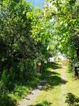 Oddam drewno śliwka/wiśnia