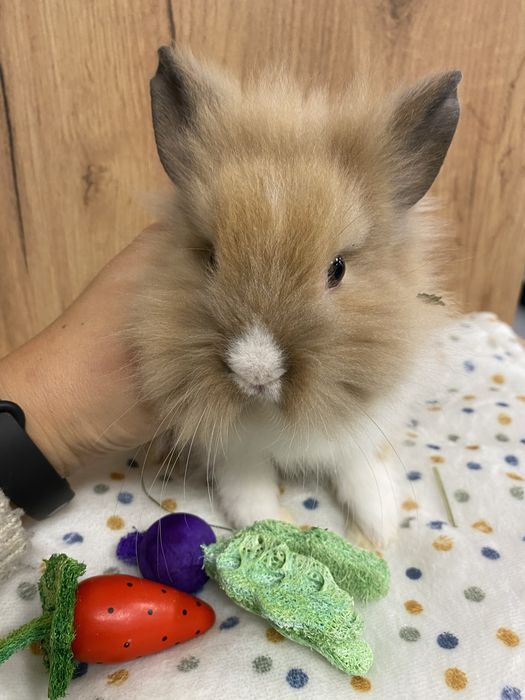 Krolik miniaturka samiec jak karzełek teddy rudy brązowy zooanimals