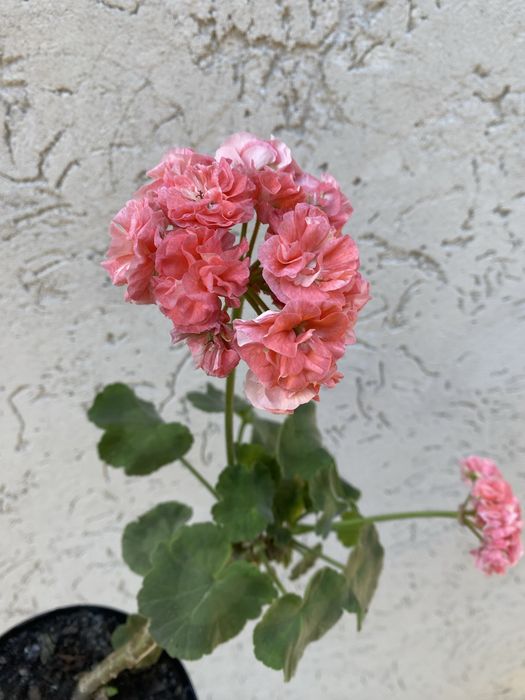 Пеларгонія з цвітом Fhishers applebossom, Pink Tarantula