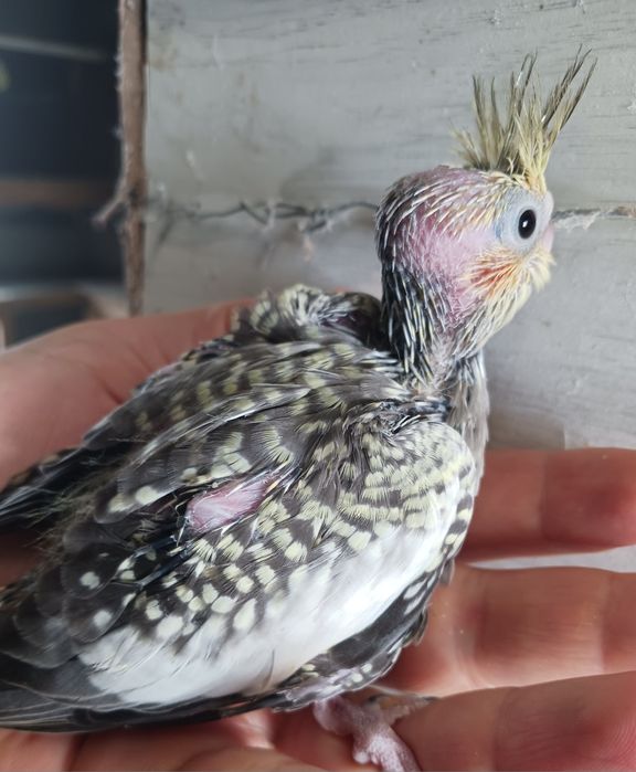 Caturras para criar á mão