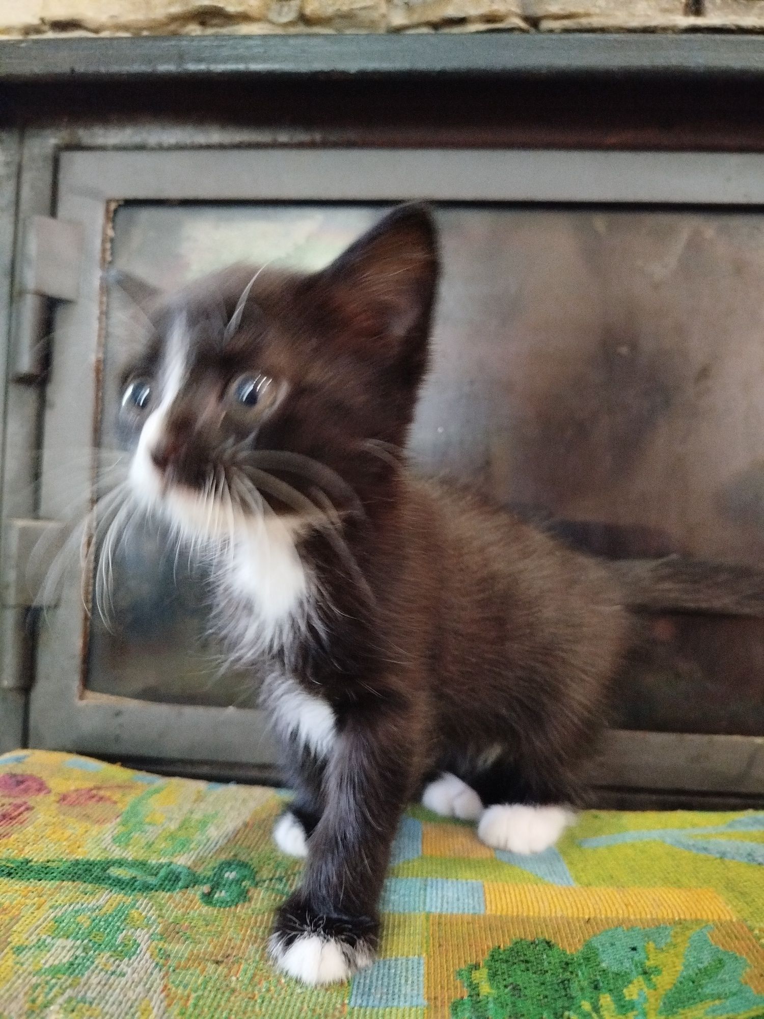 Віддам кішечку, котика, кошенятко