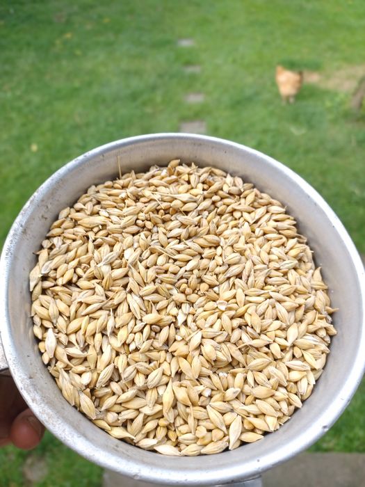 Jeczmien jary tegoroczny