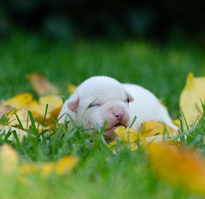 Голубые с белым и бело голубые малыши с родословной ..