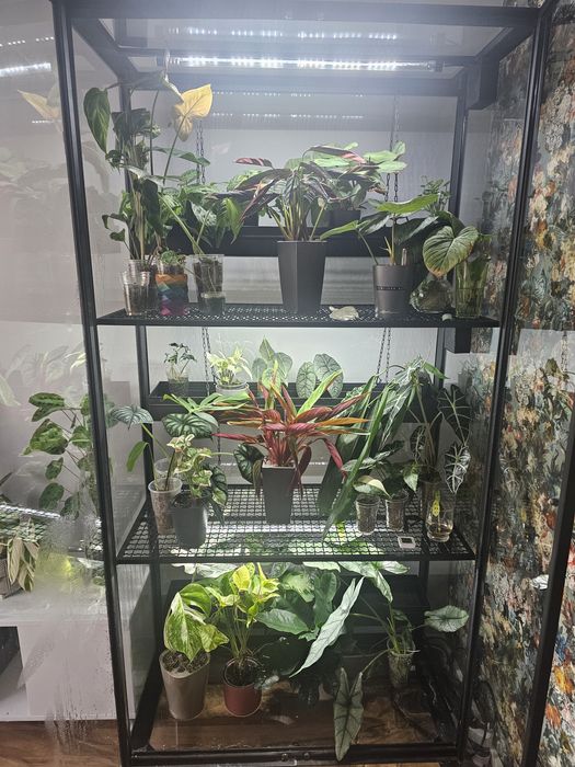 Witryna dla roslin Rowdcrafts robiona na zamówienie loft szklarnia