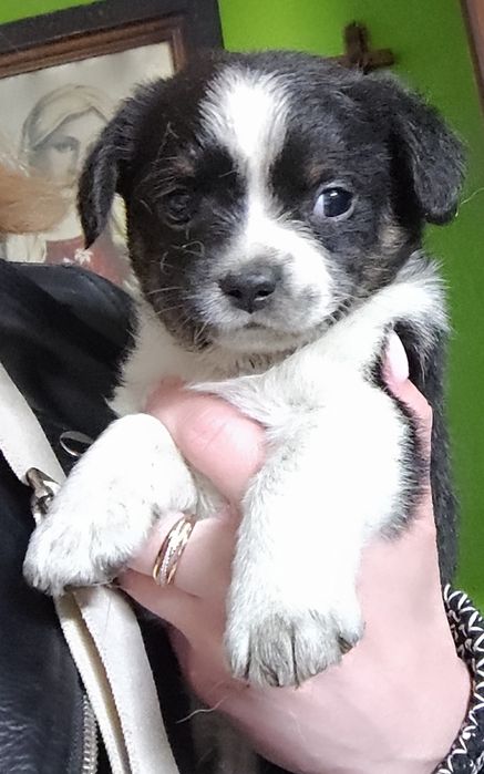 Do oddania małe suczki kundelki