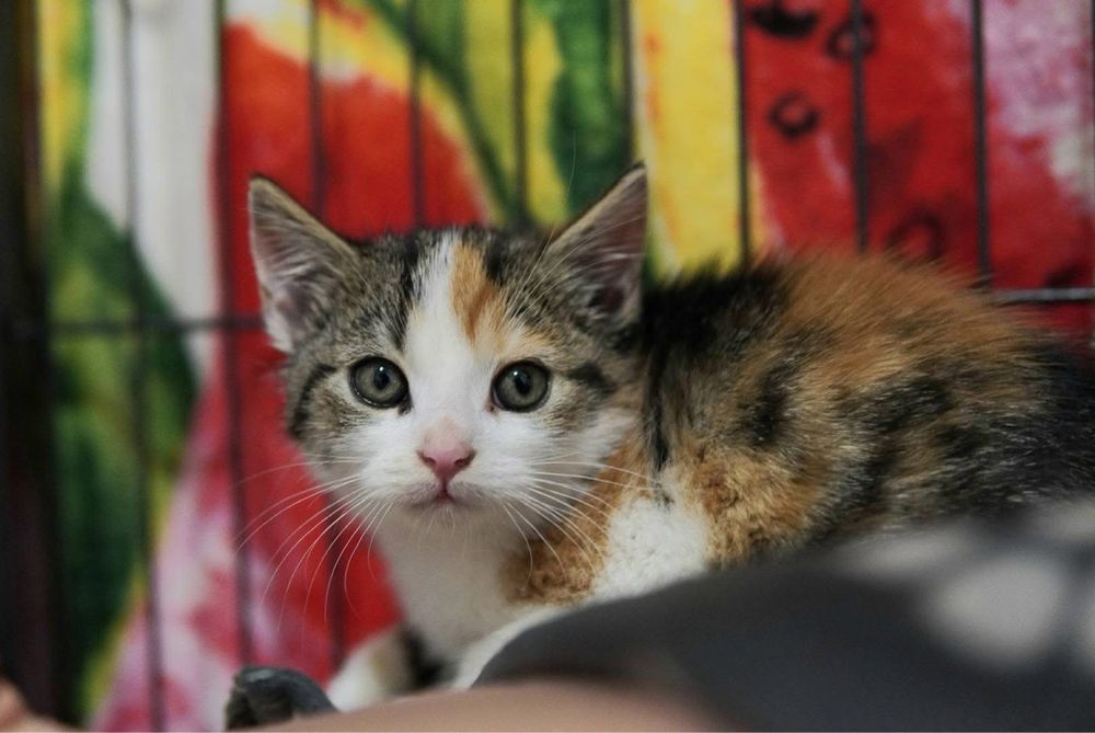 Kotki szukaja domkow