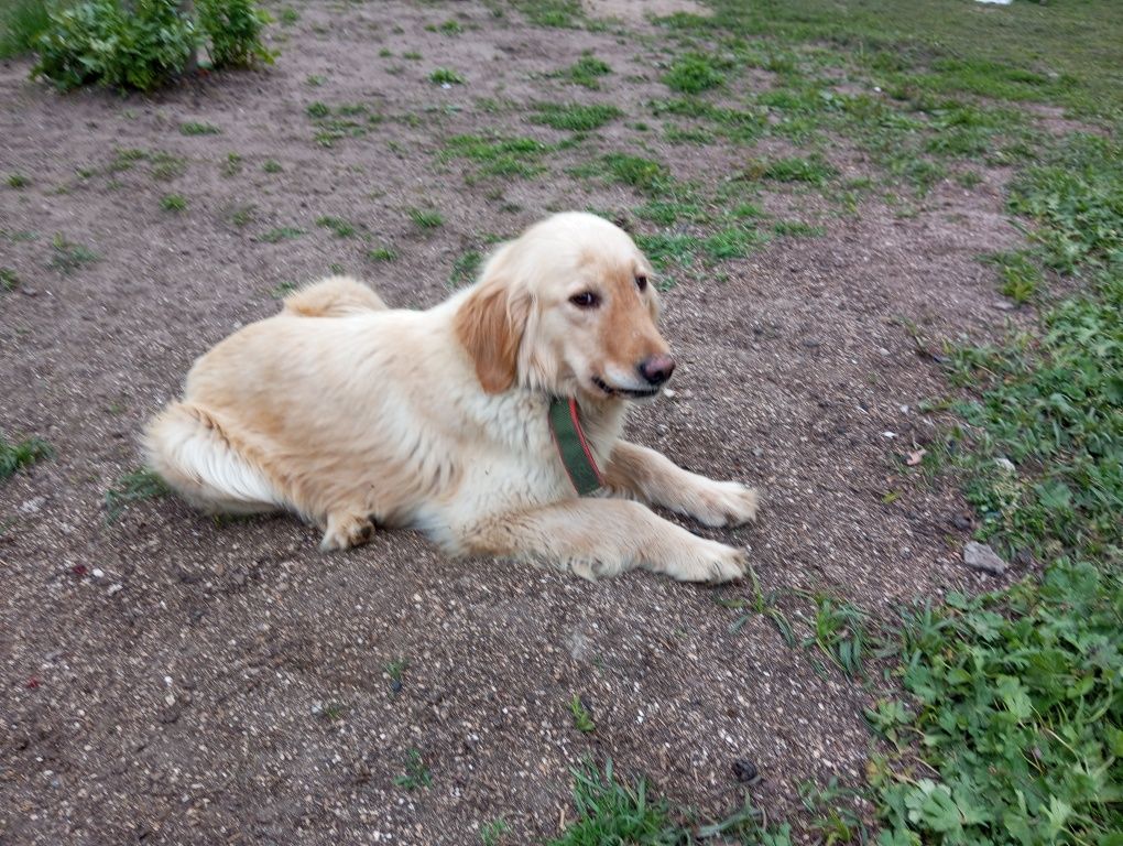 Golden retriever suka dorosła