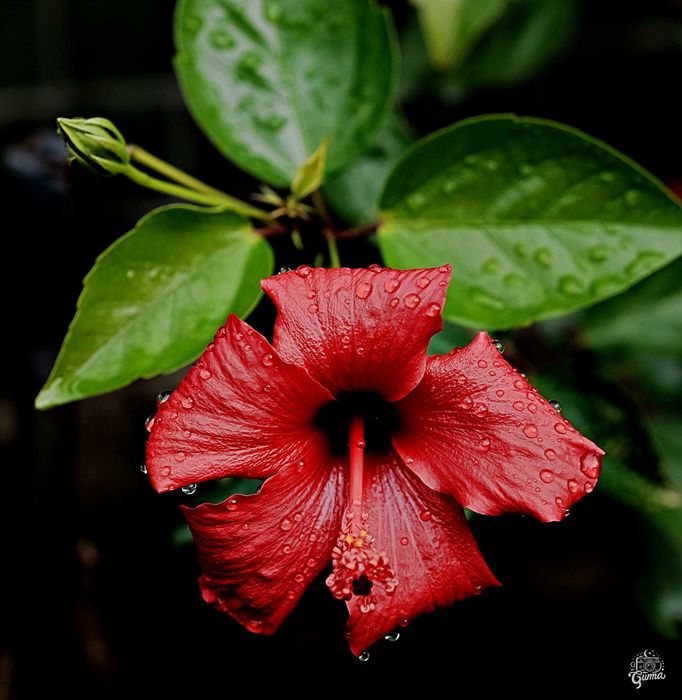 Fuji X-S10 Corpo em Garantia