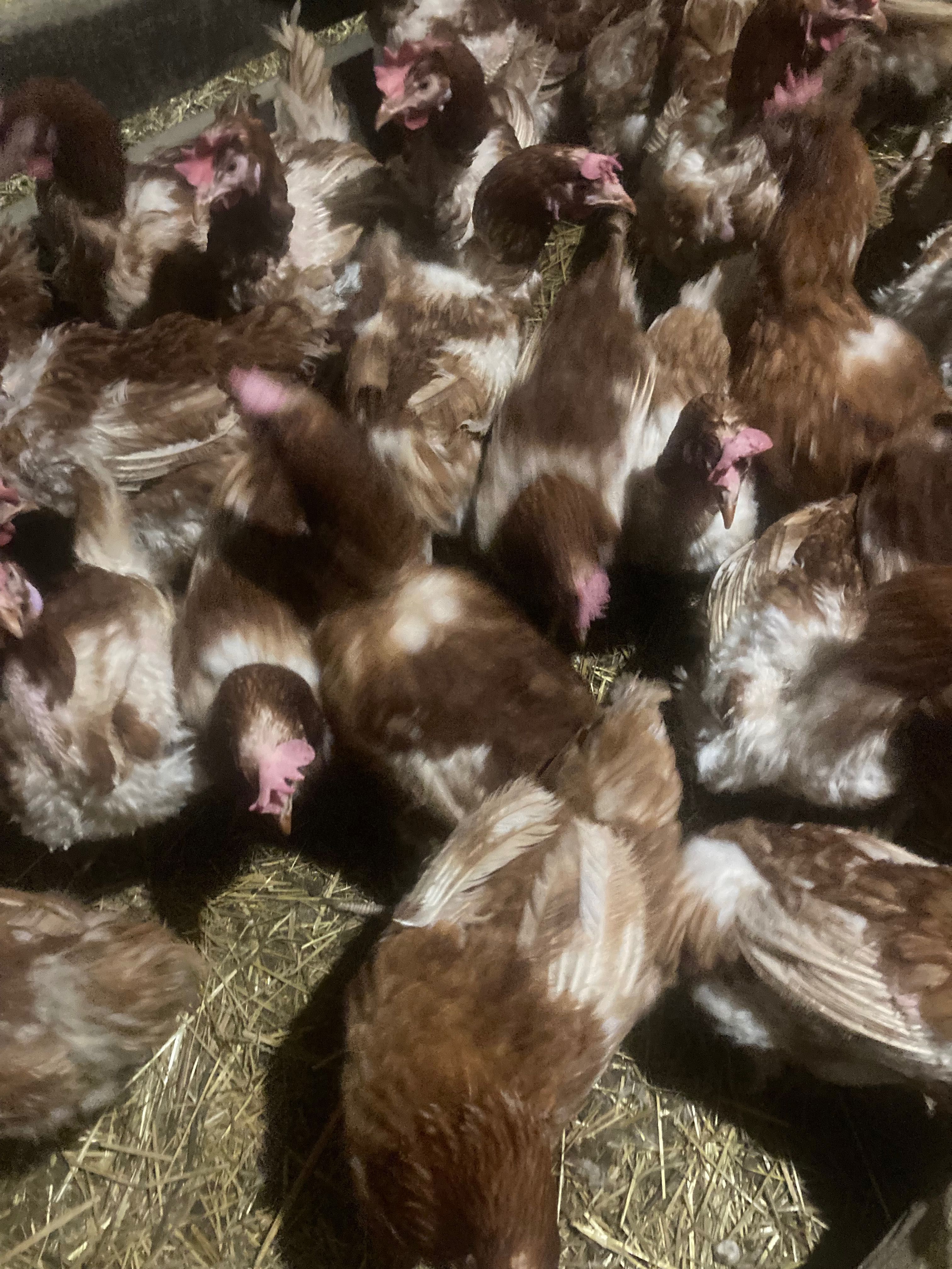 Продам кури несучки.