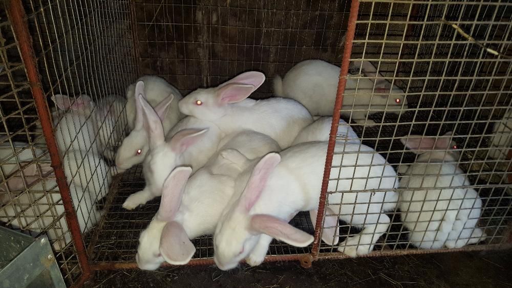 Продам кролі Термондської породи
