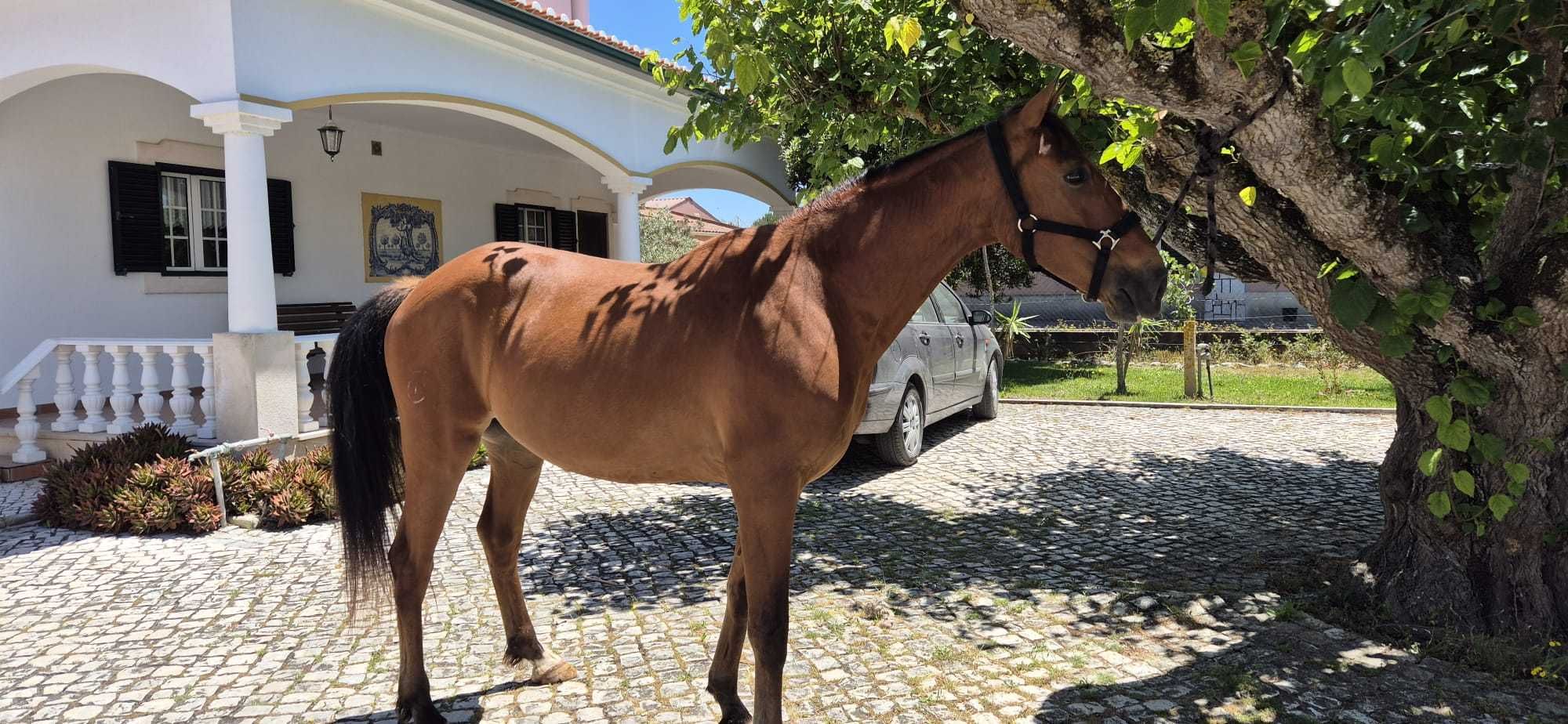 Cavalo Lusitano nobre
