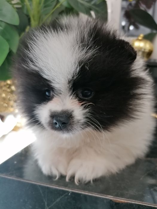 Szpic miniaturowy suczka