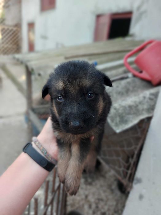 Цуценята німецької вівчарки