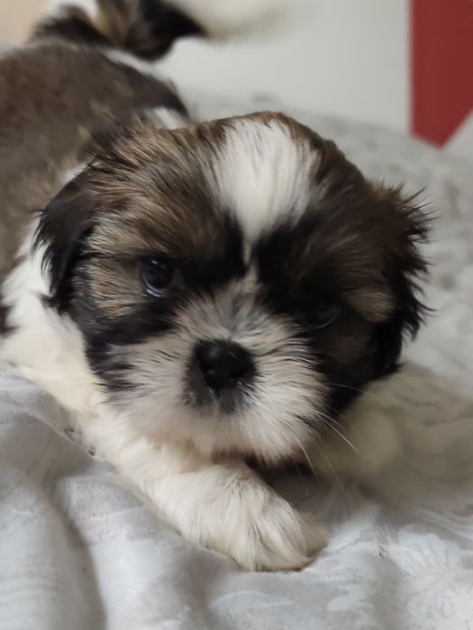 Piesek  rasy Shih Tzu