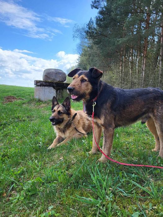 Wspaniały szorściak Pluto szuka domu!