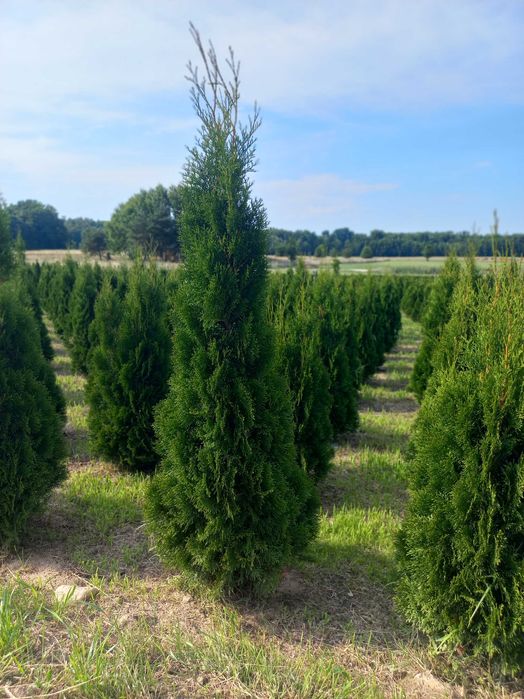 Thuja Tuja Szmaragd 150 - 160 cm
