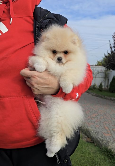 Лялькові ведмедики.