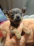 Chihuahua sunia niebieska***
