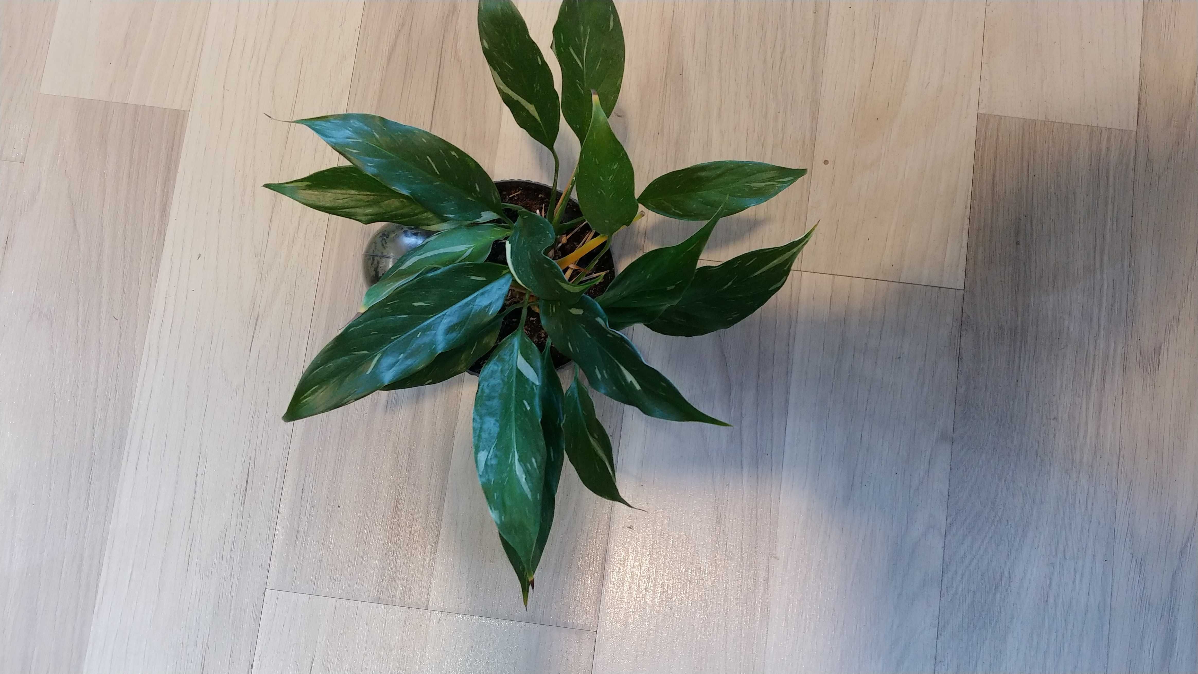Spathiphyllum 'Domino' Skrzydłokwiat (Variegata)