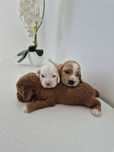 Cockapoo f1 Cocker spaniel & Pudel